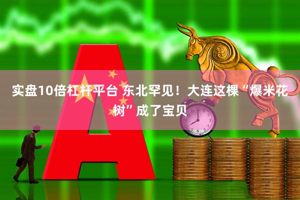 实盘10倍杠杆平台 东北罕见！大连这棵“爆米花树”成了宝贝